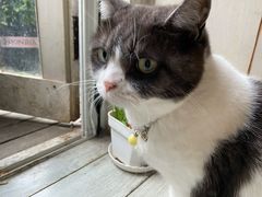-海边的猫和咖啡馆