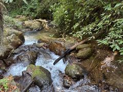 -莫里热带雨林景区