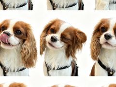 -爪吧宠物乐园 (温榆河示范区店)