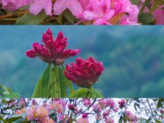 -贵州百里杜鹃风景名胜区