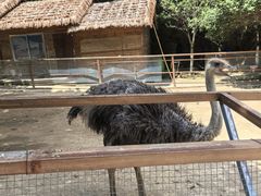 -栾川竹海野生动物园