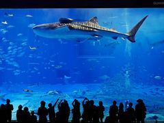 -成都浩海立方海洋公园