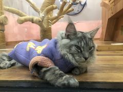 -袖虎·猫馆(体育西路店)