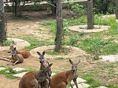 -大连森林动物园