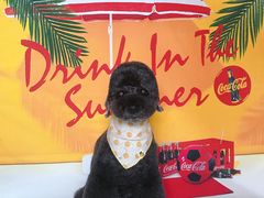 -读宠于你·约克夏比熊·睫角守宫·爬宠售卖(高新店)