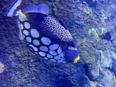 -太平洋海底世界