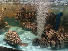 -阿伟海鲜楼·福建菜(延寿店)