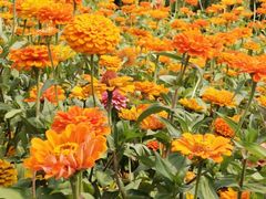 -长春公园(普阳街道)