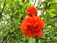 -陈麻婆豆腐(旗舰店)