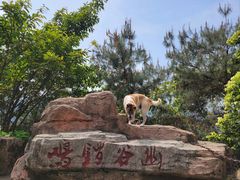 -铁山坪森林公园