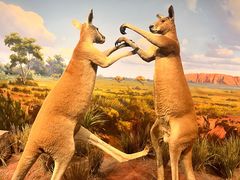 -陕西自然博物馆