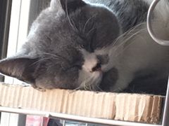 -灵美宠物诊所