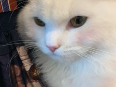 -飞行喵MR PILOT|猫舍·猫咖(静安大融城店)