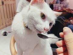 -Heymao猫咖.咖啡厅(东门店)