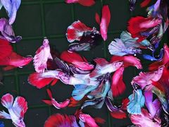 -宝鸡东道花鸟鱼虫市场(吉利花园商场店)