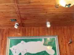 -No Cat 手碟