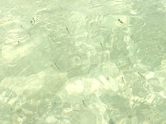 -东姑阿都拉曼海洋公园