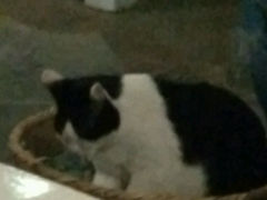 android_upload_pic-Anne猫窝咖啡屋
