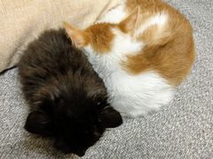 貓咪-大观园影院式足浴Spa店(沙坪坝店)