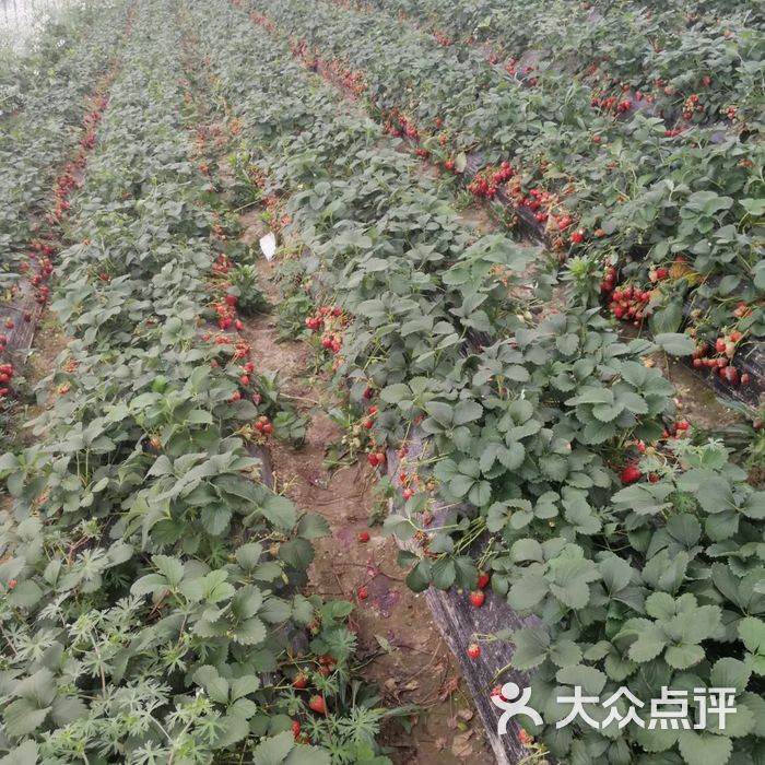 傅家边老朱精品草莓园