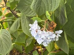 -观象山公园