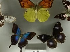 -上海大自然野生昆虫馆(东方明珠·爬宠昆虫探索中心)