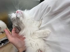 -有喵·猫咖·狗咖·30几只猫10只小狗(岗厦店)