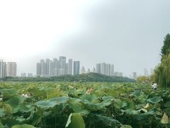 -月湖风景区