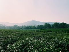 -中国茶叶博物馆(双峰馆区)