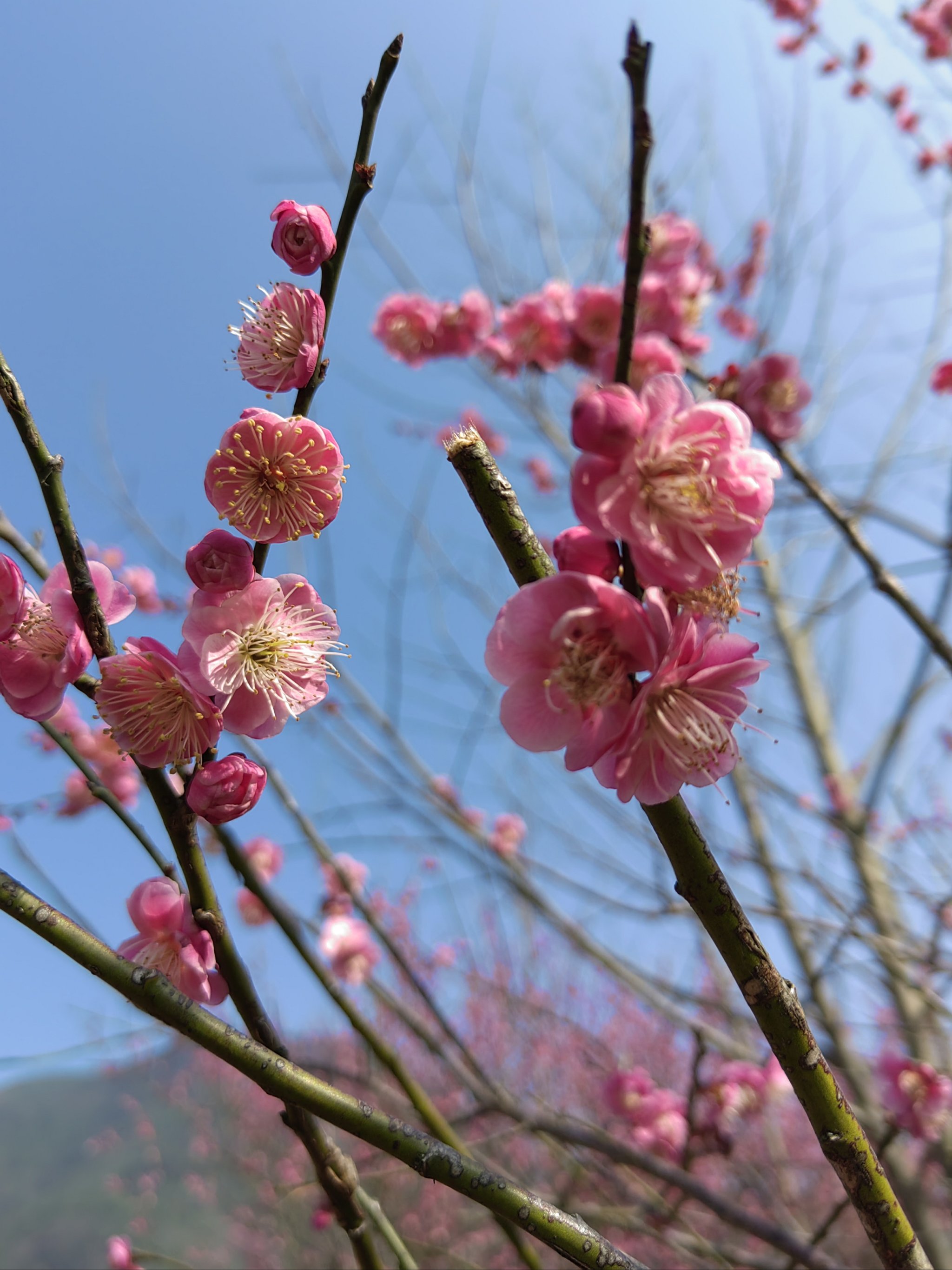 桃花树下转三圈,今年必得贵人缘