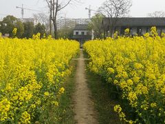 -田园东方蜜桃村的田野营地