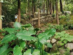 -火炉山森林公园