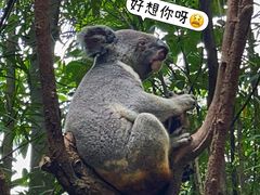 -广州长隆野生动物世界