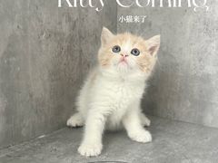-小猫来了·猫舍(红山六九七九店)