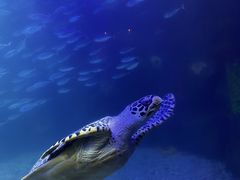 -太平洋海底世界