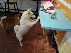 -柴犬高等学院·狗咖·柴犬售卖·宠物训练