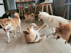 -柴犬高等学院·狗咖·柴犬售卖·宠物训练