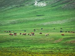 -乌兰布统草原