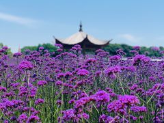 -杭州城北体育公园