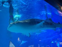 -烟台海昌鲸鲨海洋公园