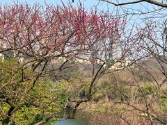 -重庆彩云湖湿地公园