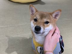 -逗柴咖啡屋·狗咖猫咖宠物桌游