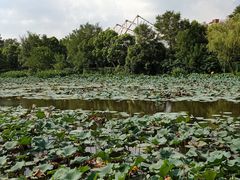 -新江湾城公园