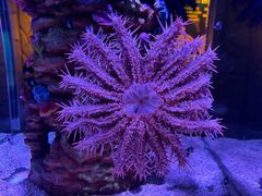 -暹罗海洋世界