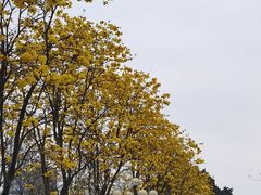 -洲头咀公园