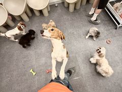 -有喵·猫咖·狗咖·40+猫狗有小奶狗(岗厦店)