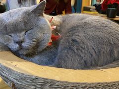 -猫小院猫主题咖啡厅(北锣店)