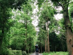 -东平国家森林公园