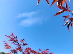 -广州市帽峰山景区