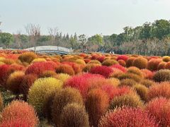 -花开海上生态园